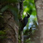 Ashy Woodpecker (image by Diedert Koppenol)