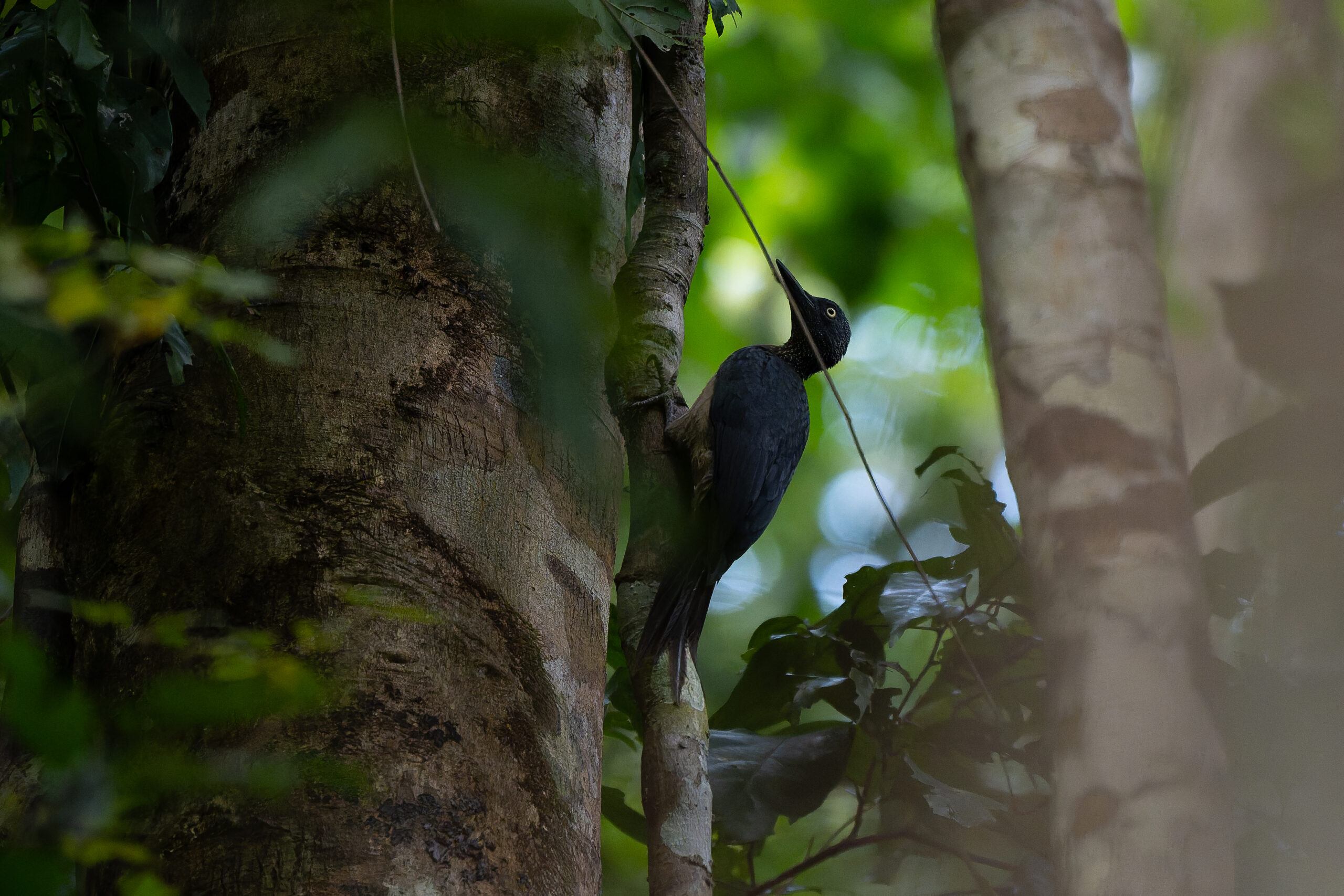 Ashy Woodpecker (image by Diedert Koppenol)