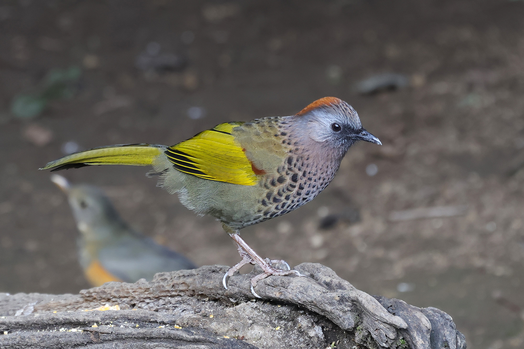 Assam Laughingthrush (image by Hannu Jännes)