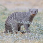 Banded Mongoose (image by Janos Olah)