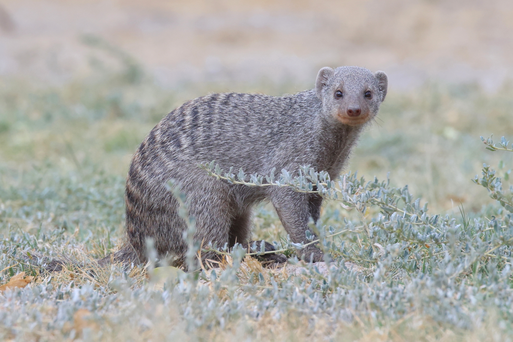 Banded Mongoose (image by Janos Olah)