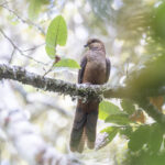 Bar-tailed Cuckoo-Dove (image by Dáni Balla)