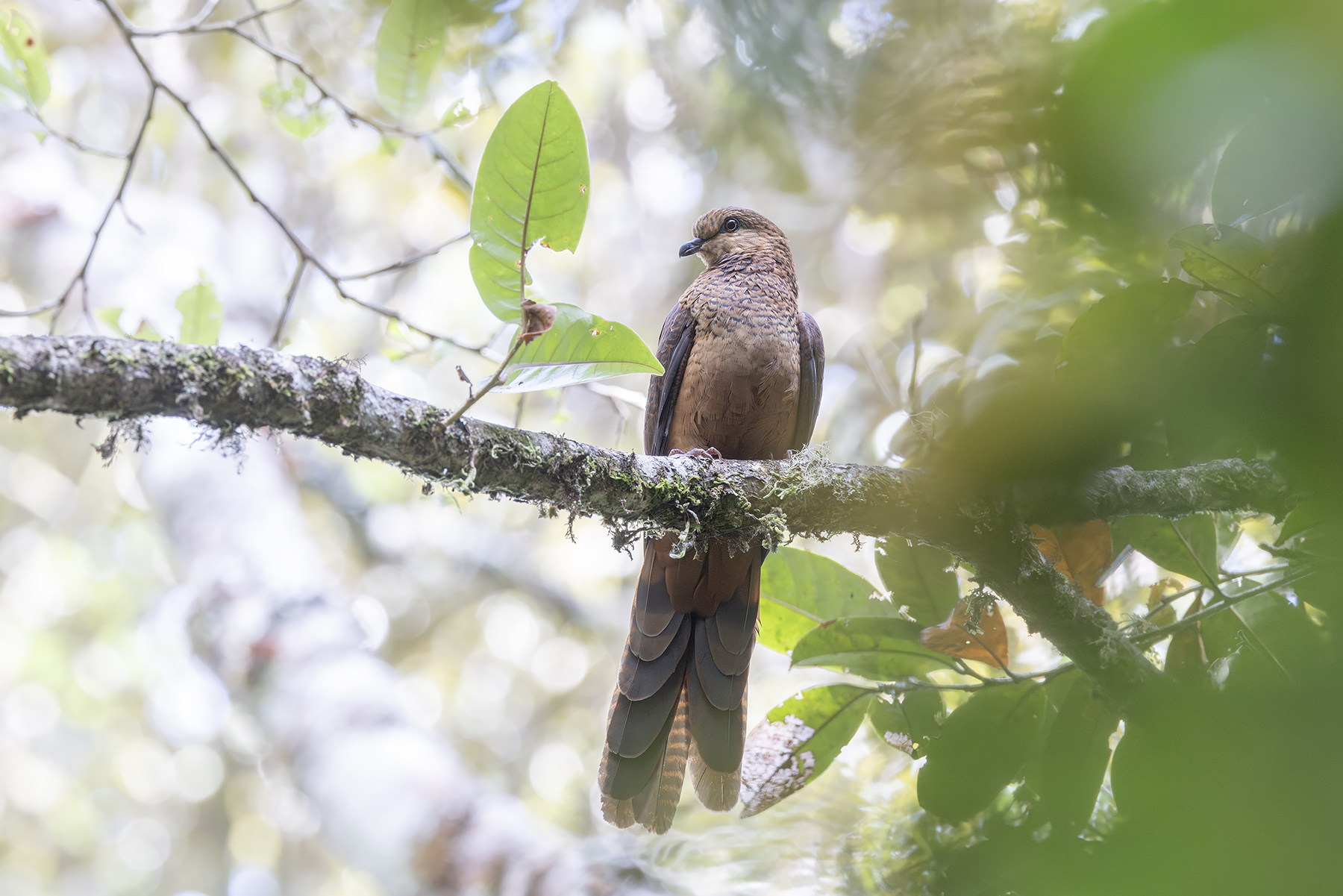Bar-tailed Cuckoo-Dove (image by Dáni Balla)
