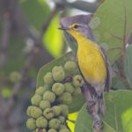 Barbuda Warbler (image by Tony Mills)