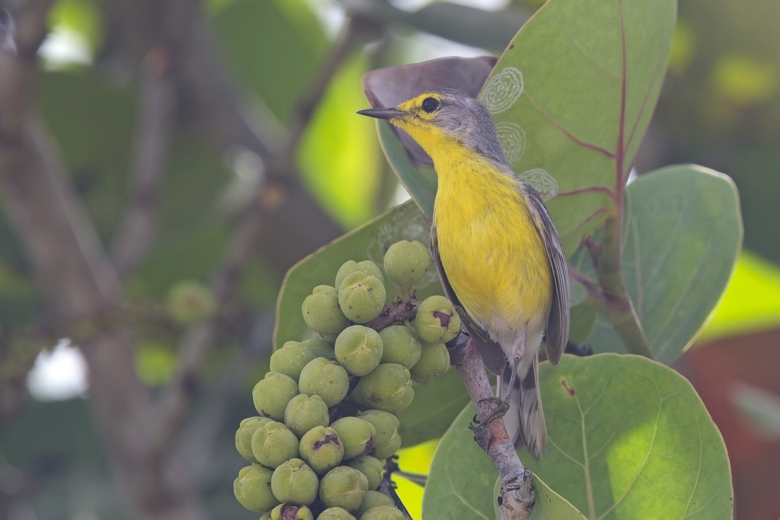 Barbuda Warbler (image by Tony Mills)