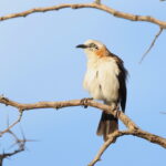 Bare-cheeked Babbler (image by Janos Olah)
