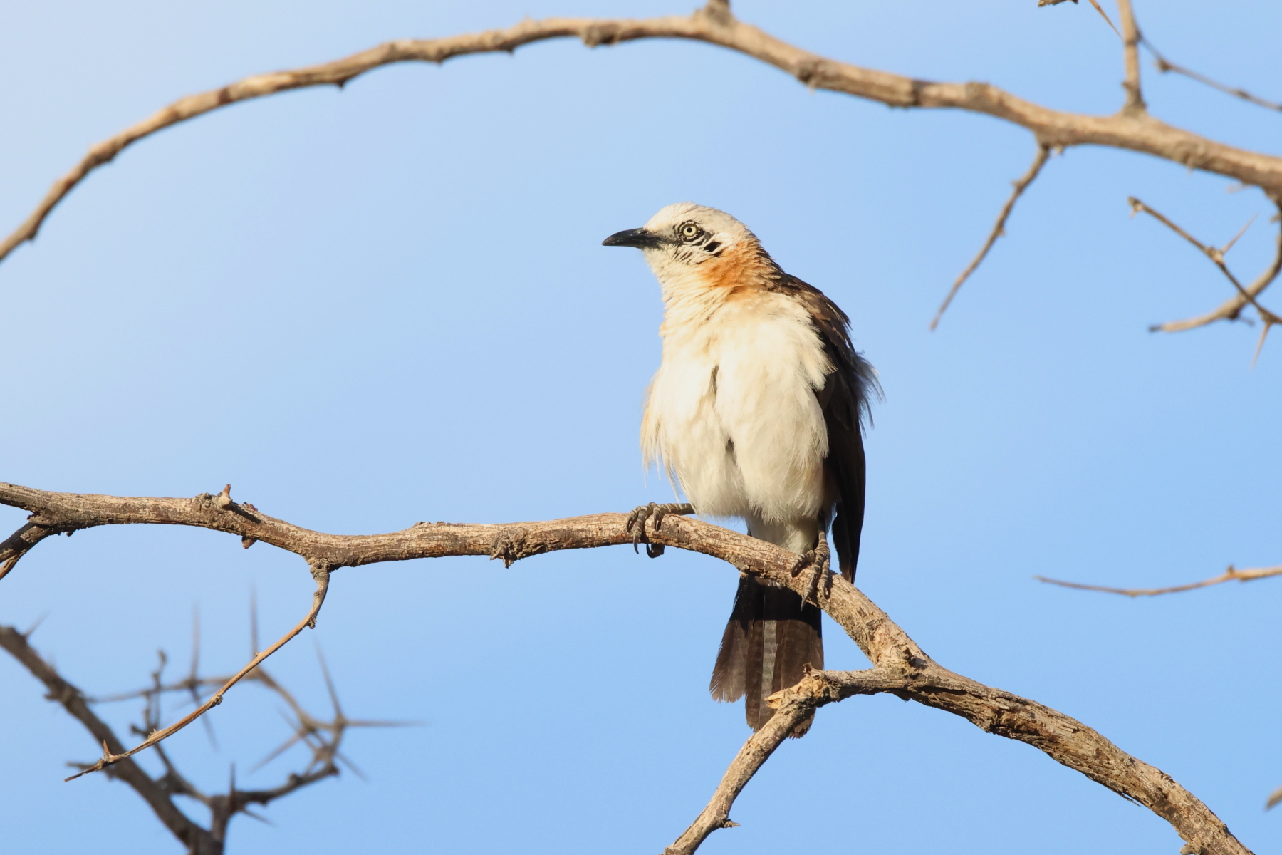 Bare-cheeked Babbler (image by Janos Olah)