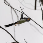 Bare-eyed Myna (image by Diedert Koppenol)