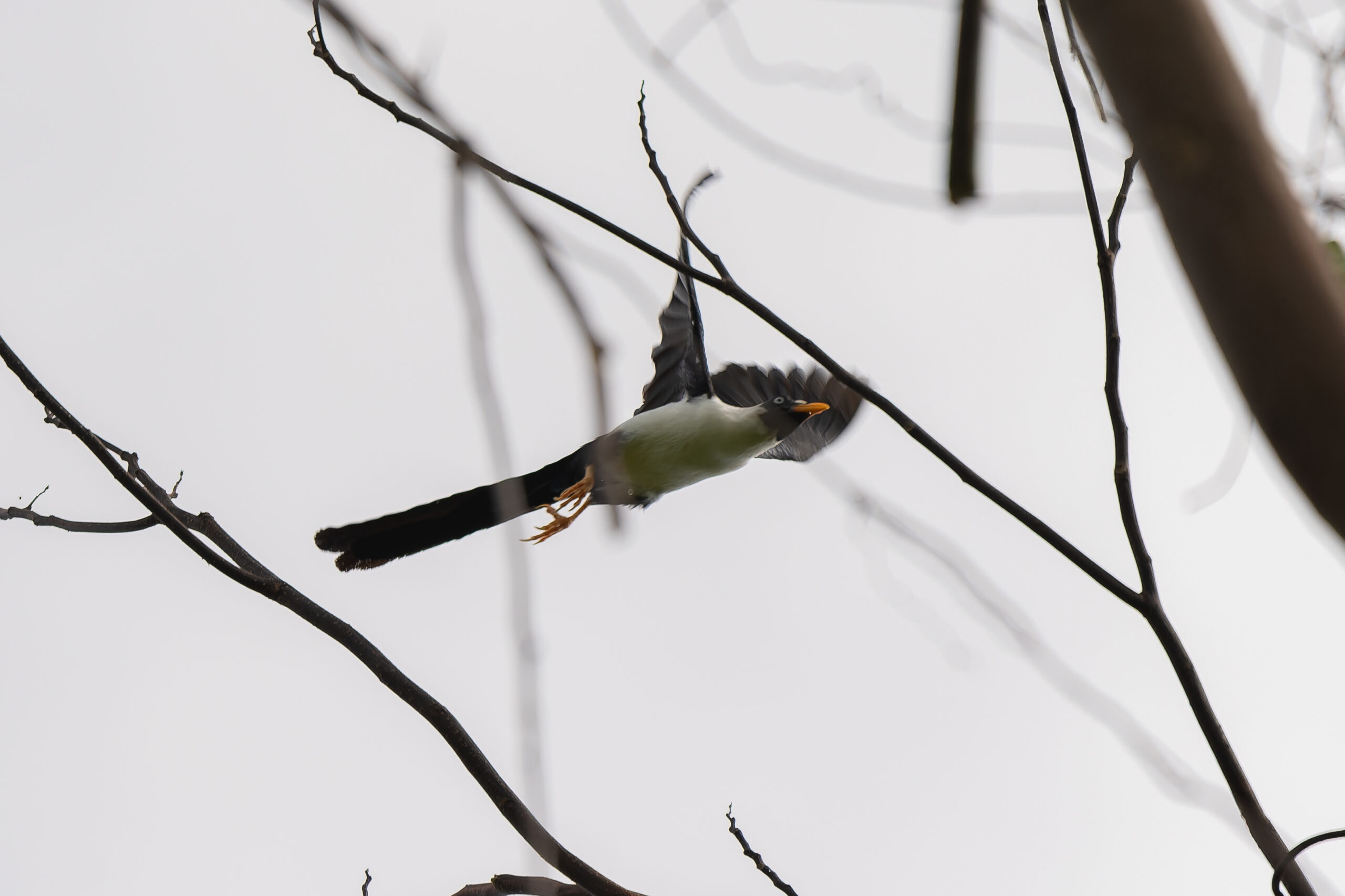 Bare-eyed Myna (image by Diedert Koppenol)