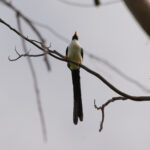 Bare-eyed Myna (image by Diedert Koppenol)