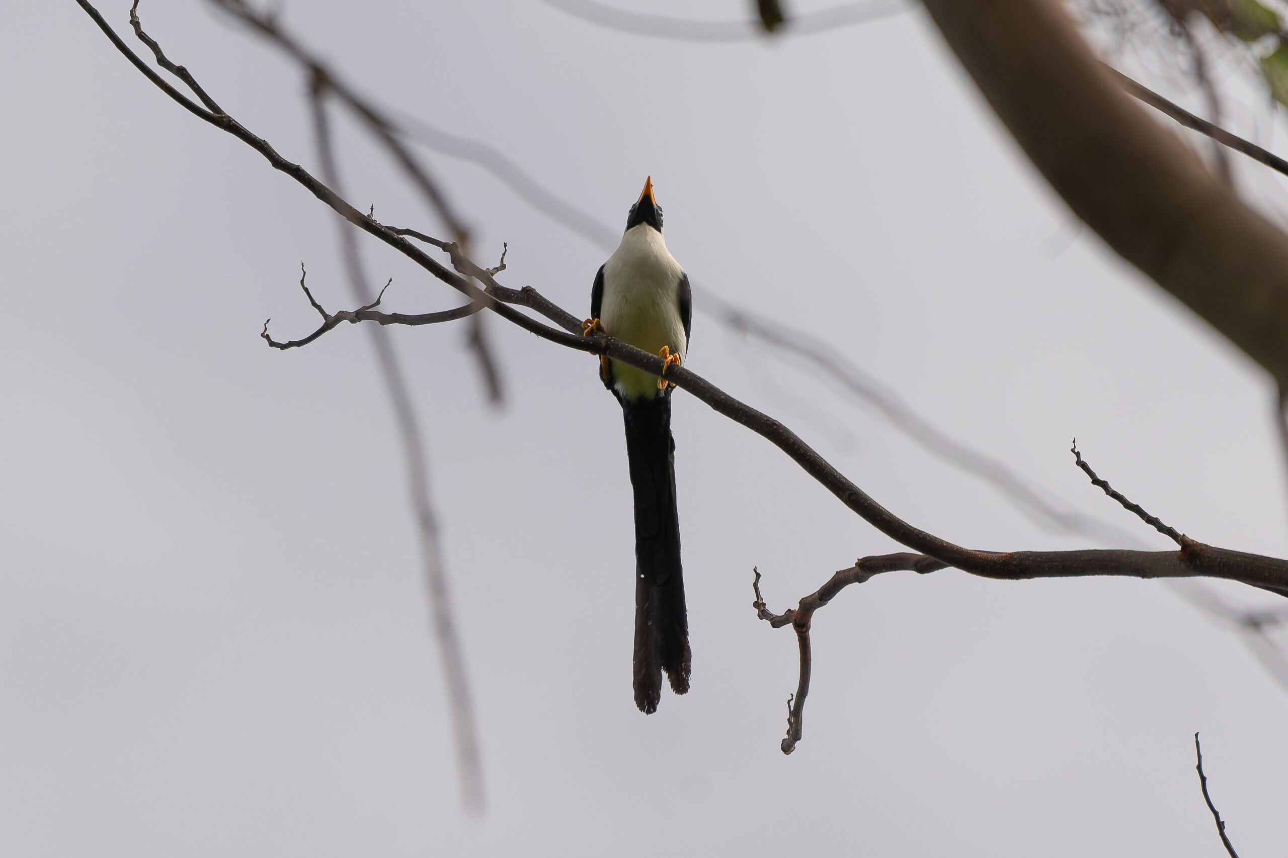 Bare-eyed Myna (image by Diedert Koppenol)