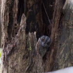 Barred Owlet-nightjar (image by Dáni Balla)
