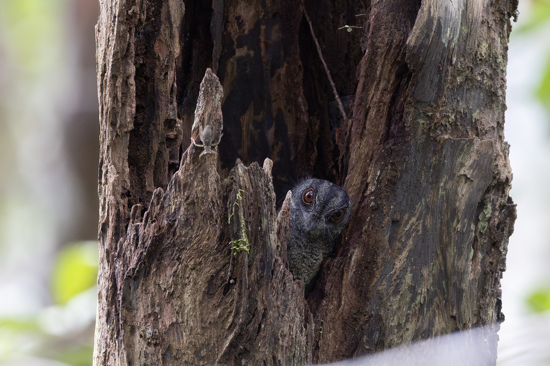 Barred Owlet-nightjar (image by Dáni Balla)