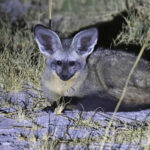 Bat-eared Fox (image by Janos Olah)