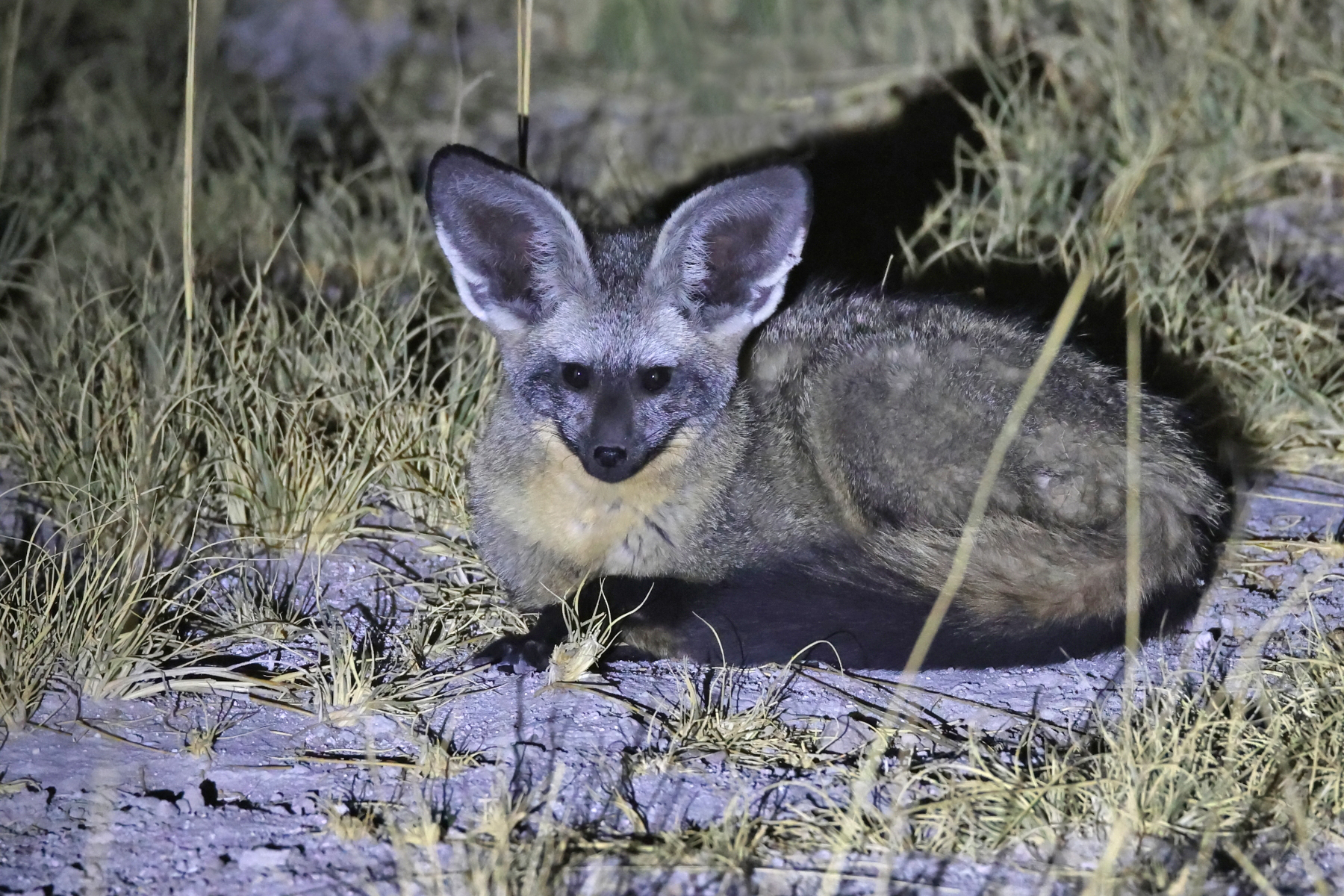 Bat-eared Fox (image by Janos Olah)