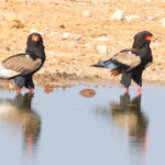 Bateleurs (image by Janos Olah)