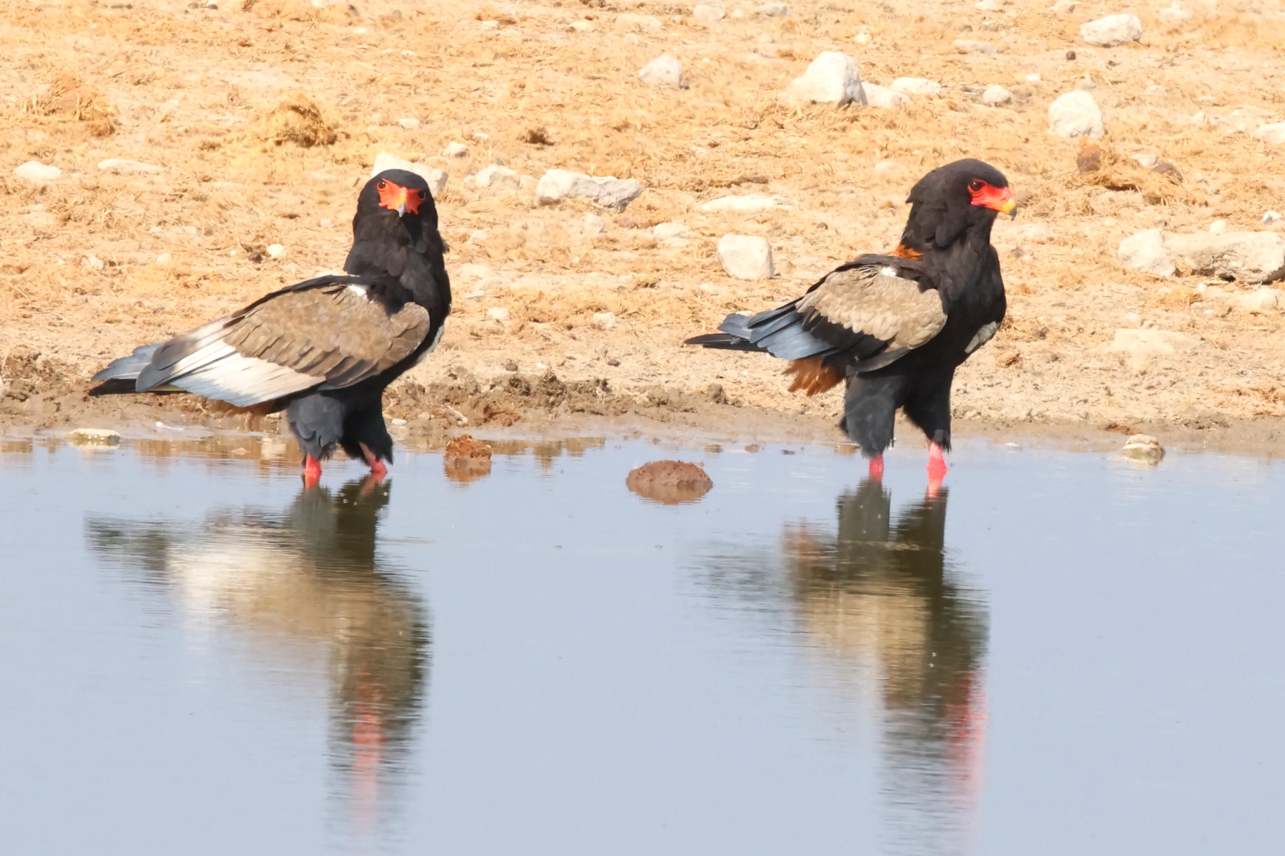 Bateleurs (image by Janos Olah)