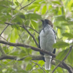 Bearded Bellbird (image by Tony Mills)