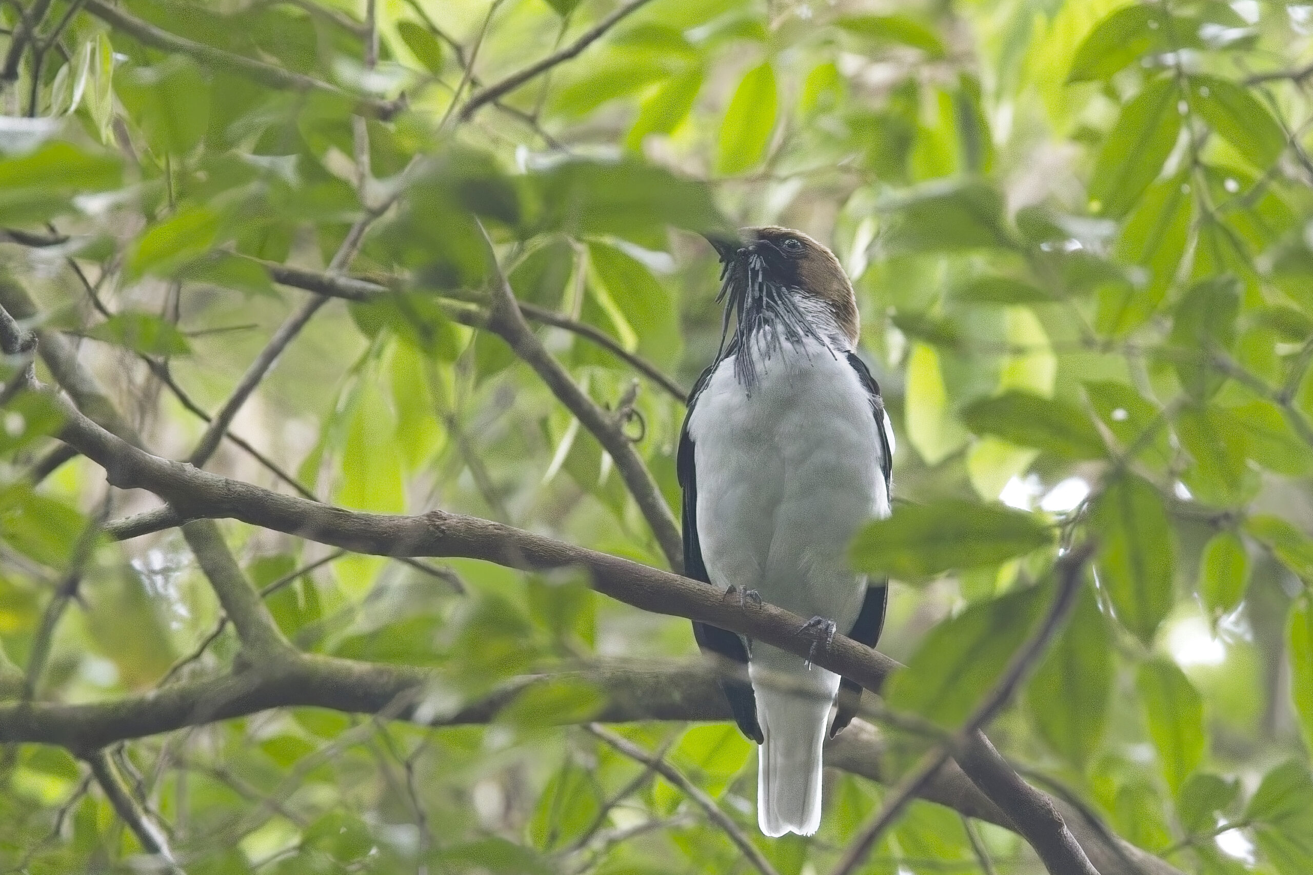 Bearded Bellbird (image by Tony Mills)