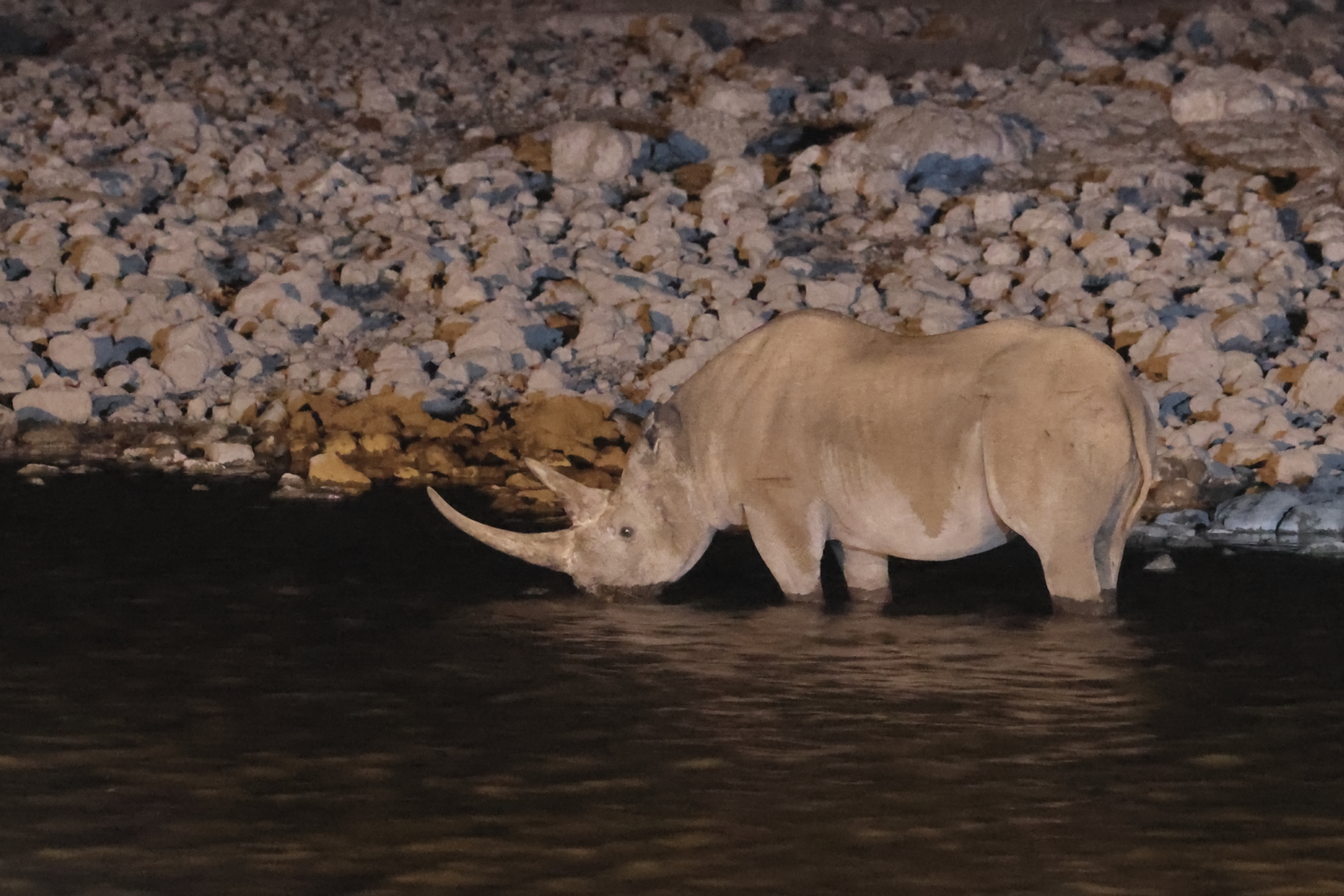 Black Rhino (image by Janos Olah)