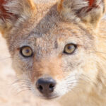 Black-backed Jackal (image by Janos Olah)