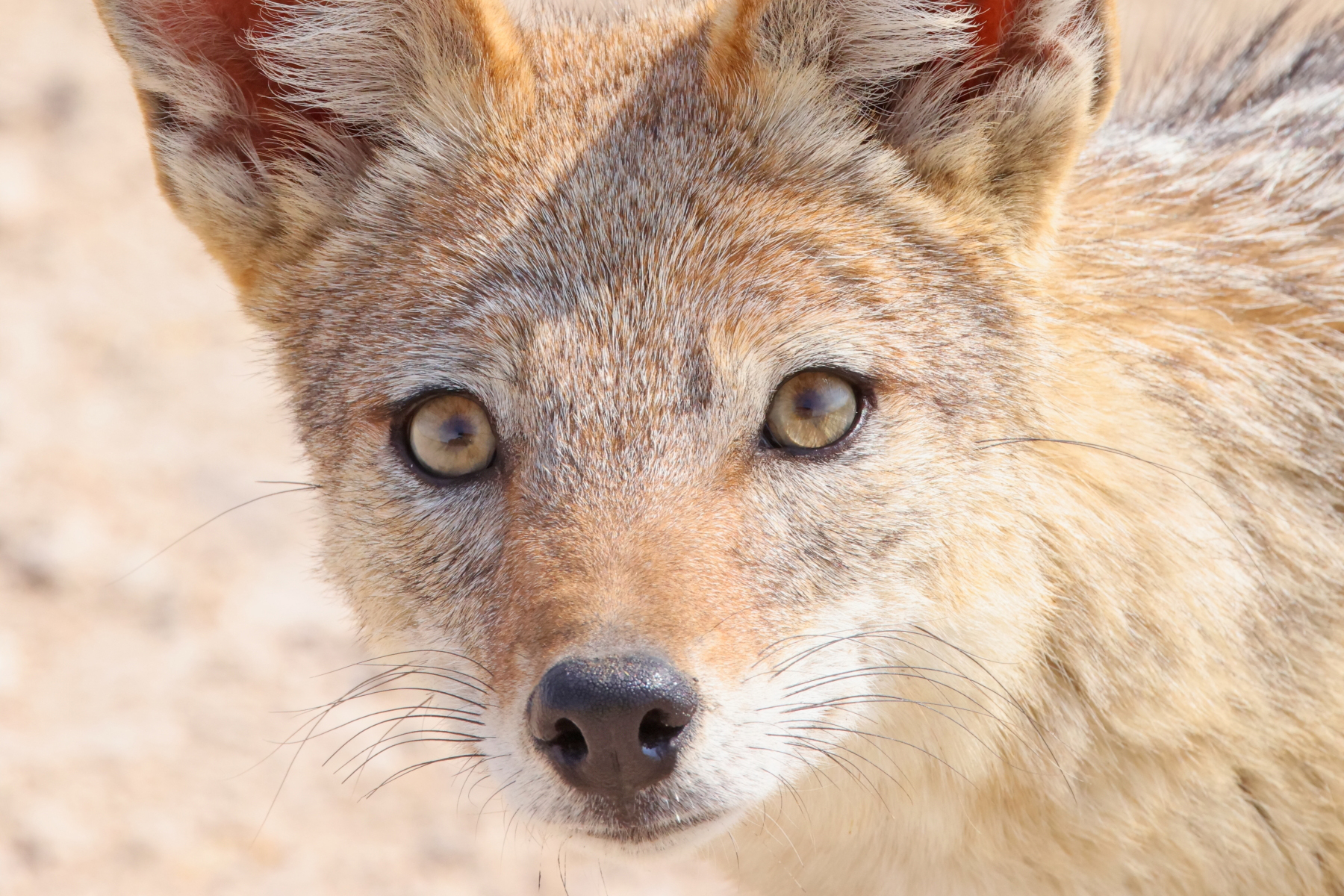 Black-backed Jackal (image by Janos Olah)