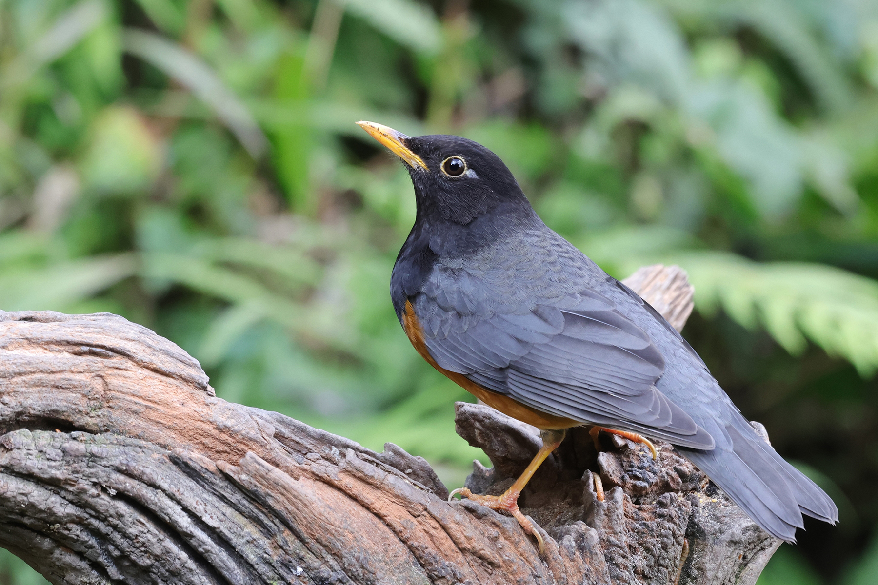 male Black-breasted Thrush (image by Hannu Jännes)