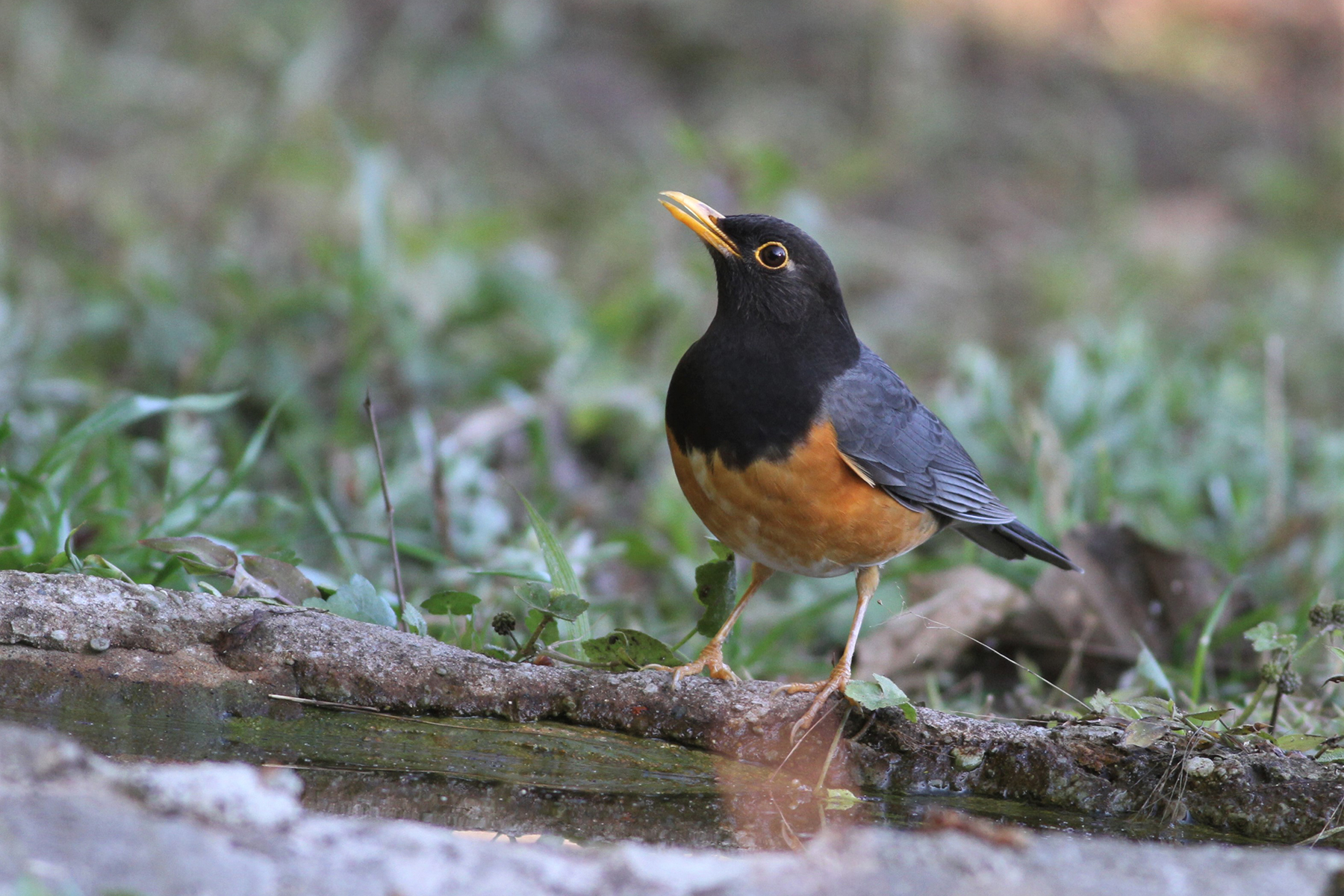 Black-breasted Thrush (image by Hannu Jännes)