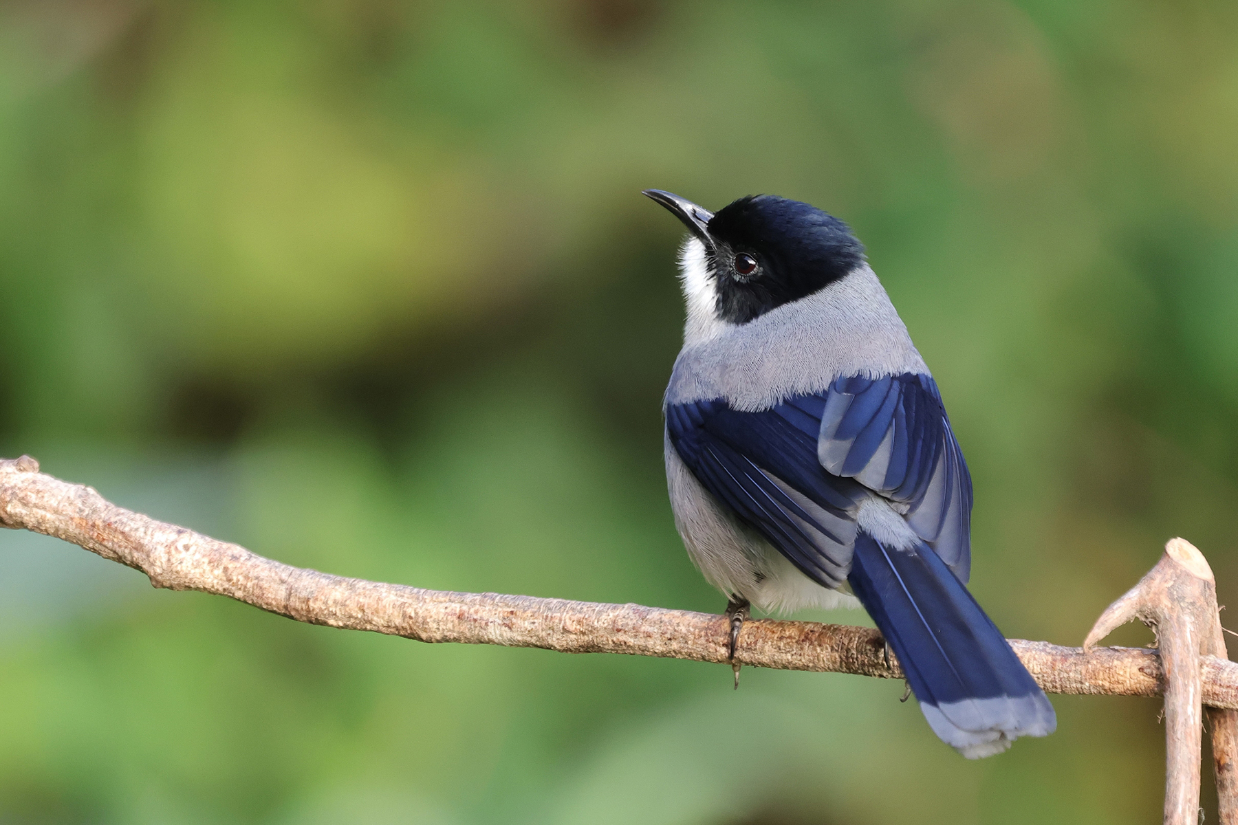 Black-headed Sibia (image by Hannu Jännes)
