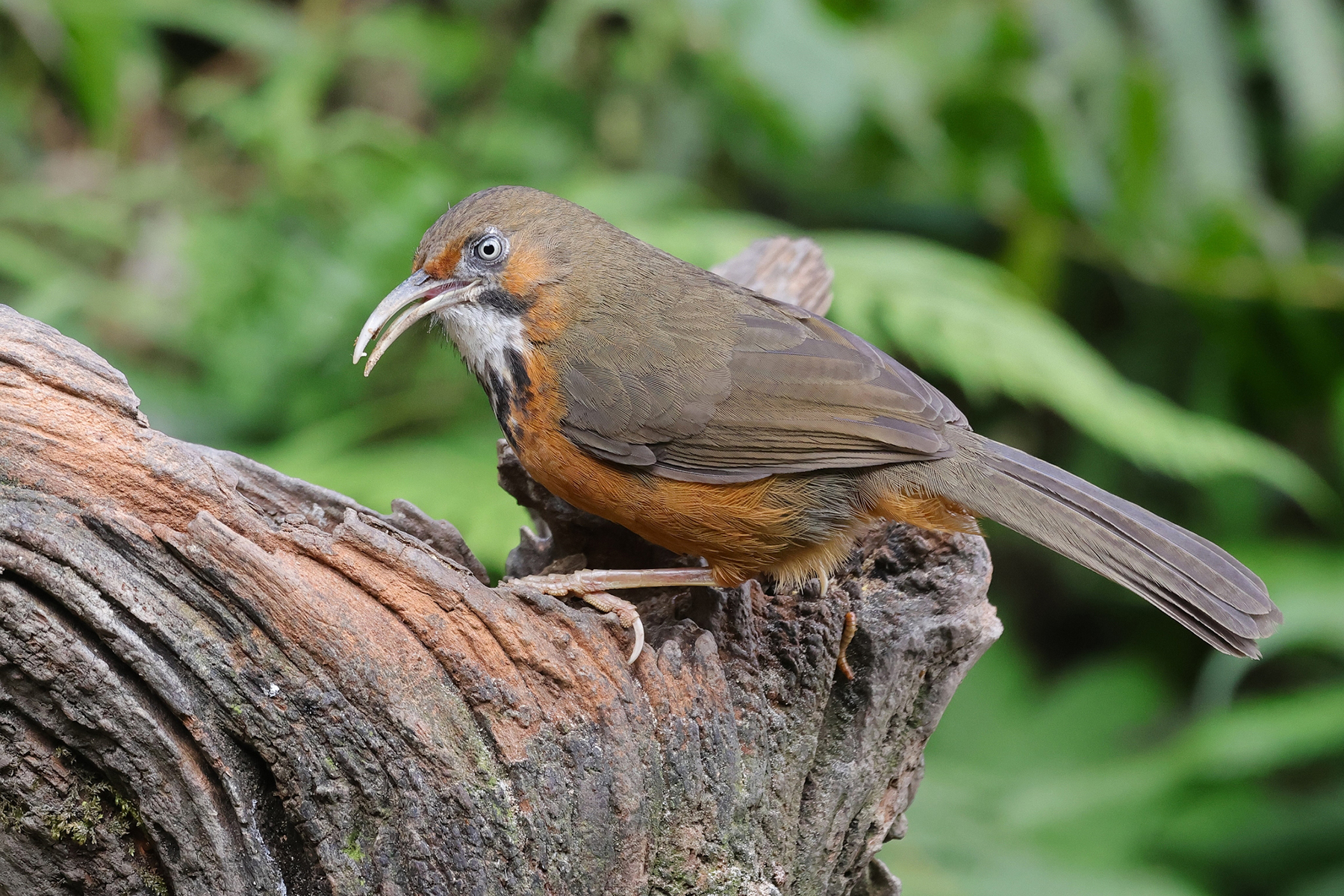 Black-streaked Scimitar Babbler (image by Hannu Jännes)