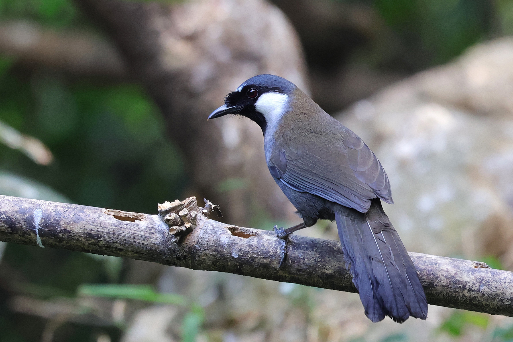 Black-throated Laughingthrush (image by Hannu Jännes)