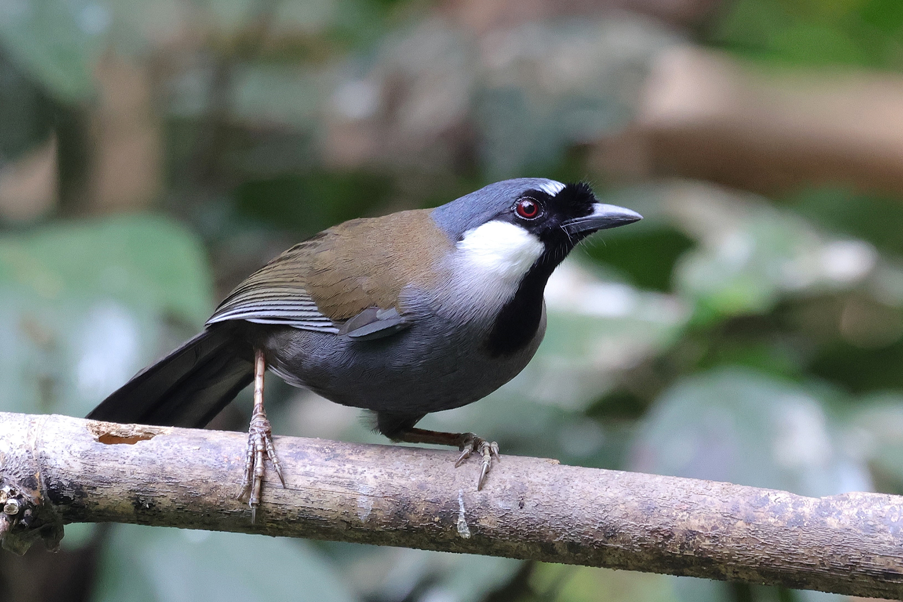 Black-throated Laughingthrush (image by Hannu Jännes)