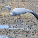 Blue Crane (image by Janos Olah)