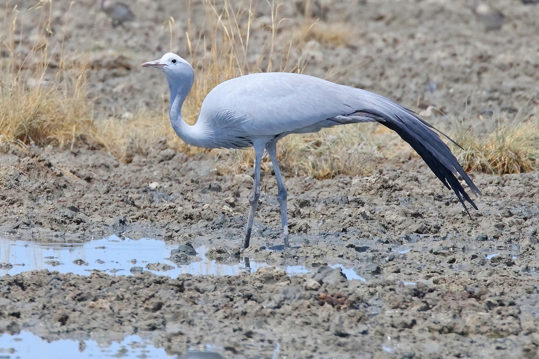 Blue Crane (image by Janos Olah)