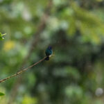 Blue-headed Hummingbird (image by Diedert Koppenol)