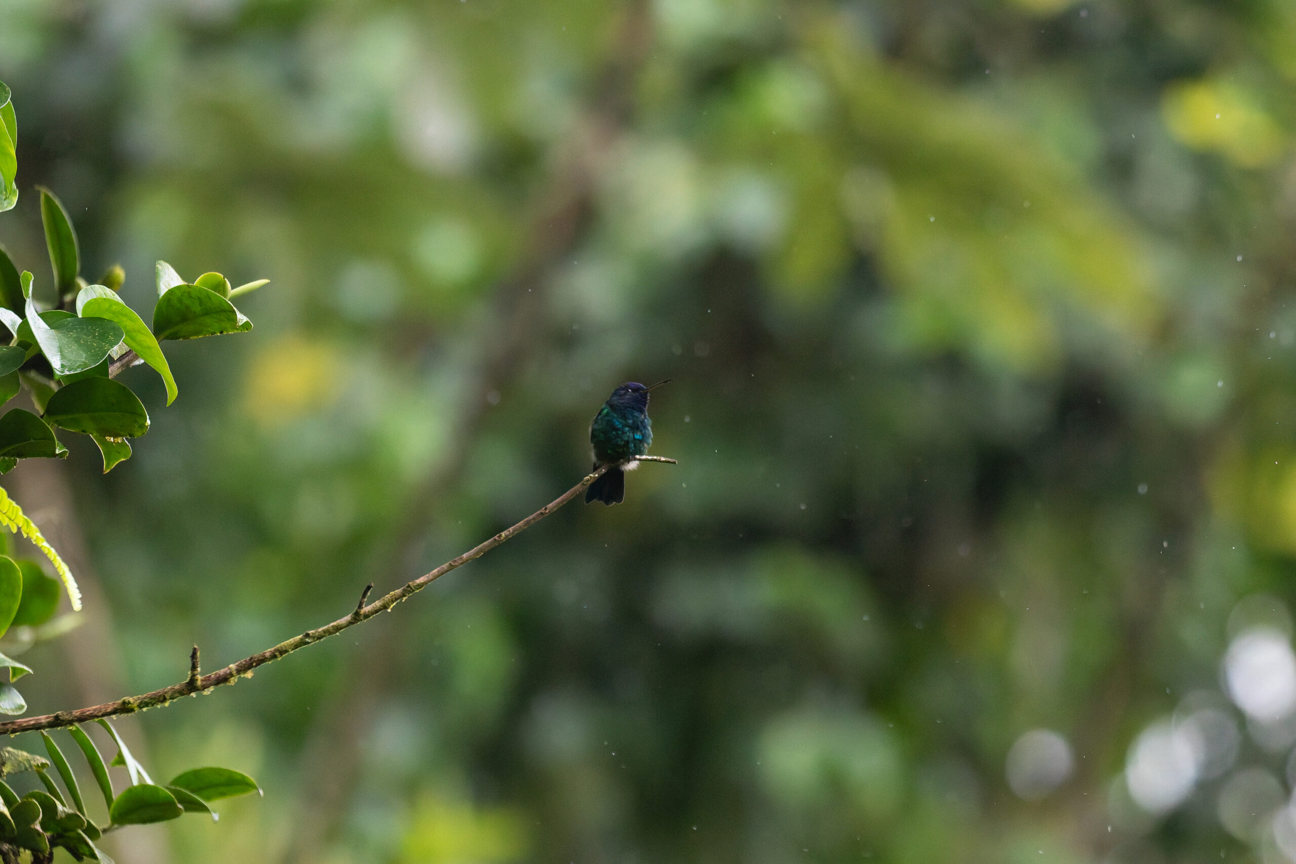 Blue-headed Hummingbird (image by Diedert Koppenol)