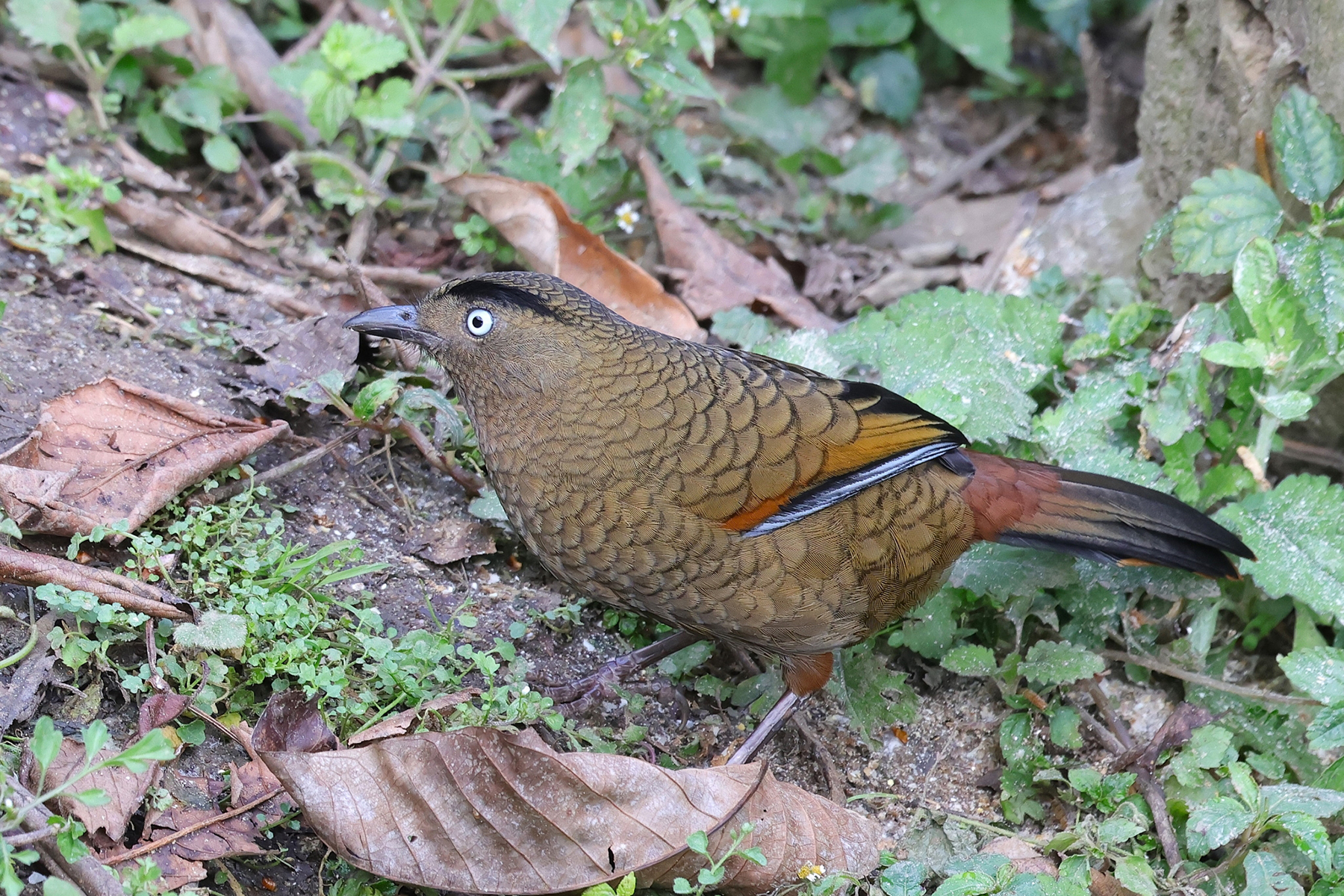 Blue-winged Laughingthrush (image by Hannu Jännes)