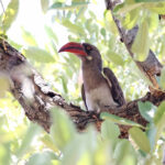 Bradfield's Hornbill (image by Janos Olah)