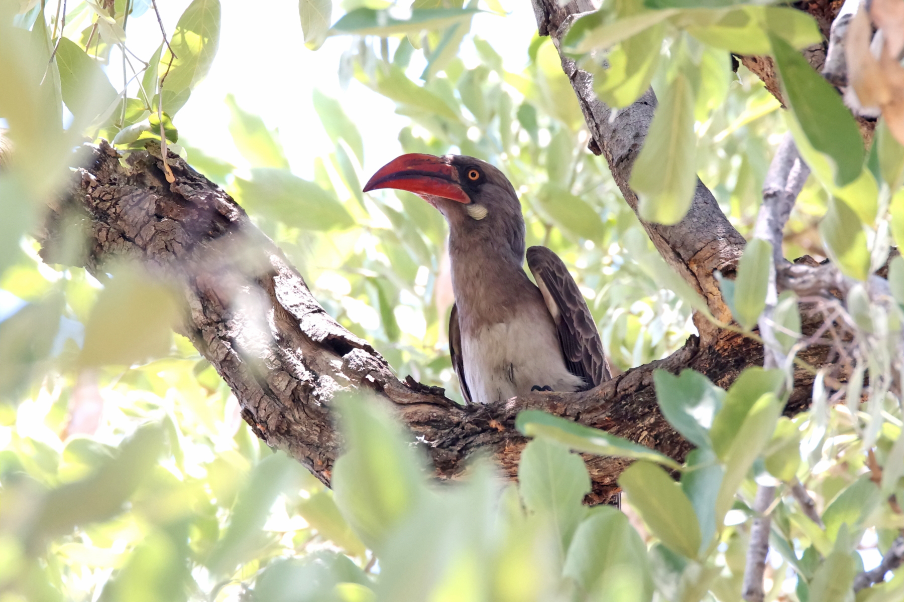 Bradfield's Hornbill (image by Janos Olah)