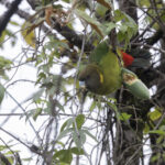 Brehm's Tiger Parrot (image by Dáni Balla)