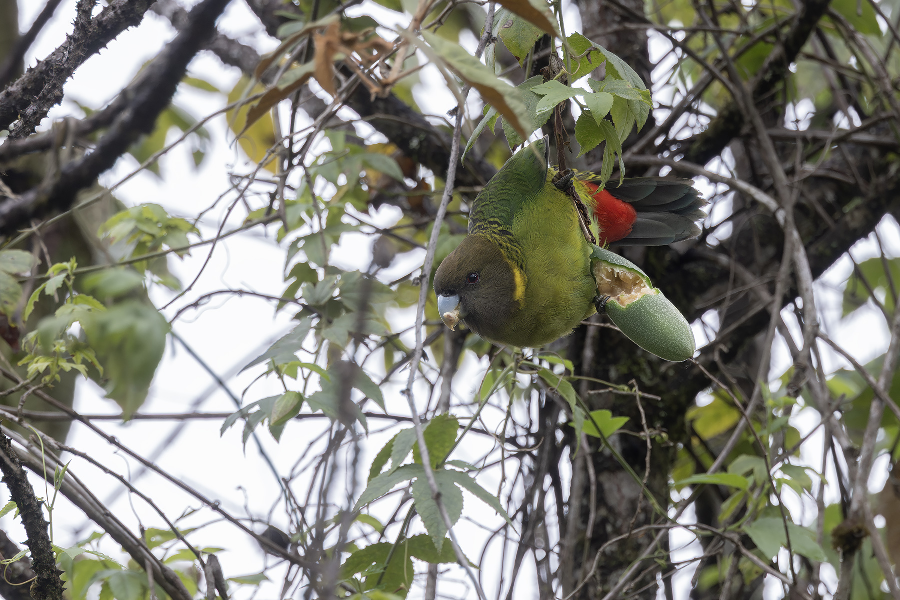 Brehm's Tiger Parrot (image by Dáni Balla)