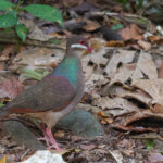 Bridled Quail-Dove (image by Diedert Koppenol)