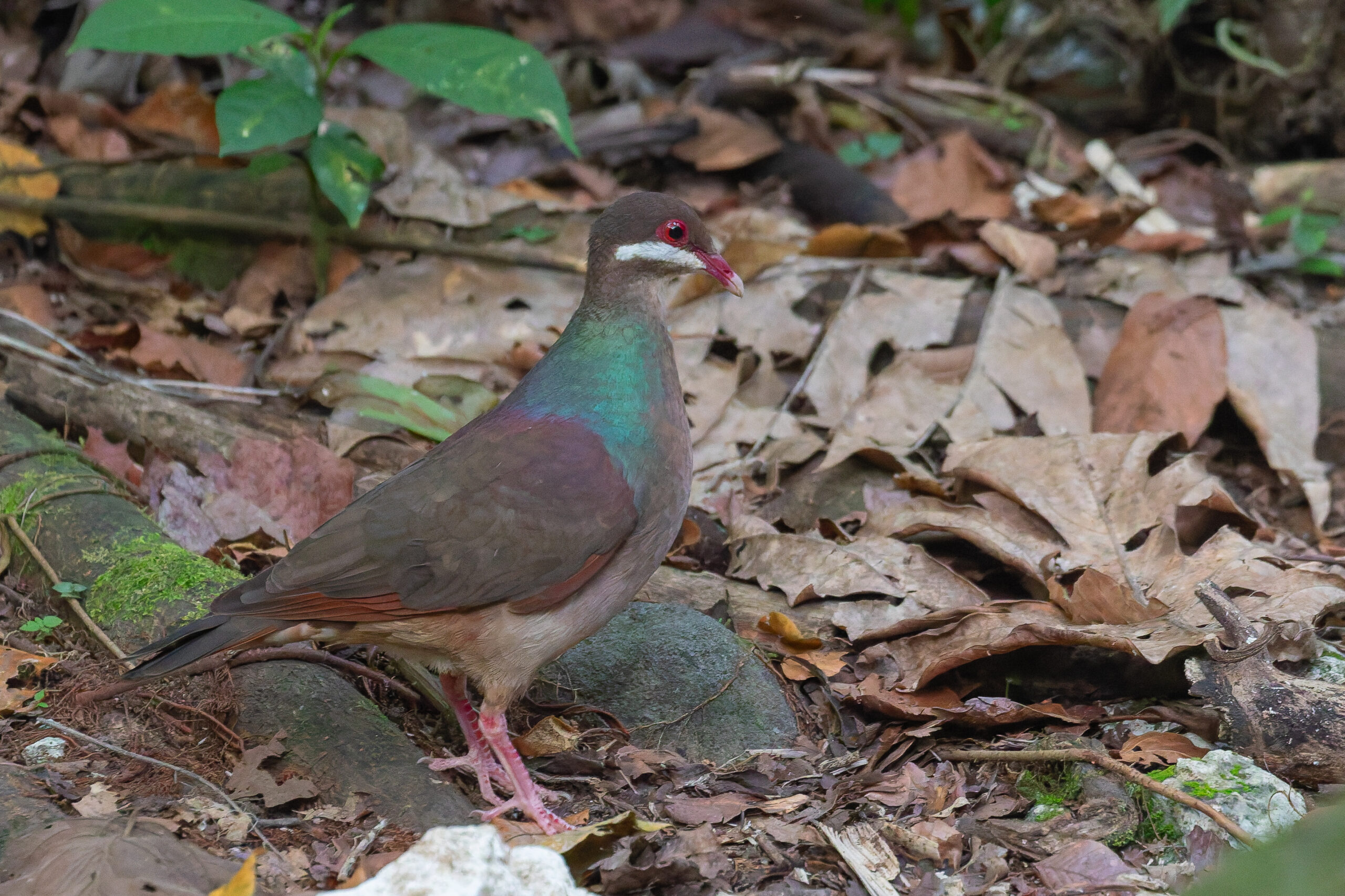 Bridled Quail-Dove (image by Diedert Koppenol)