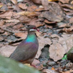 Bridled Quail-Dove (image by Diedert Koppenol)