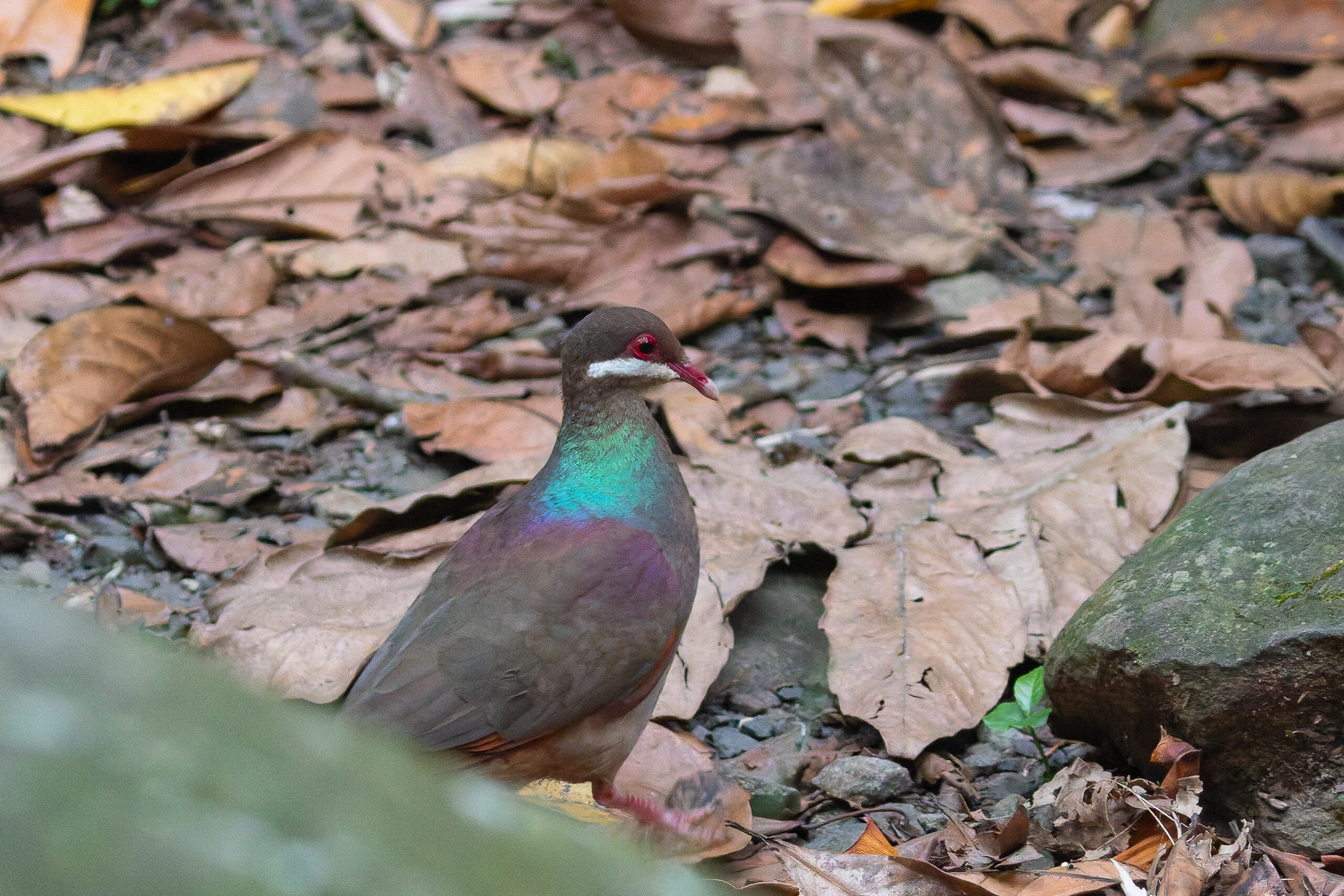 Bridled Quail-Dove (image by Diedert Koppenol)