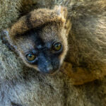 Brown Lemur (image by Nik Borrow)