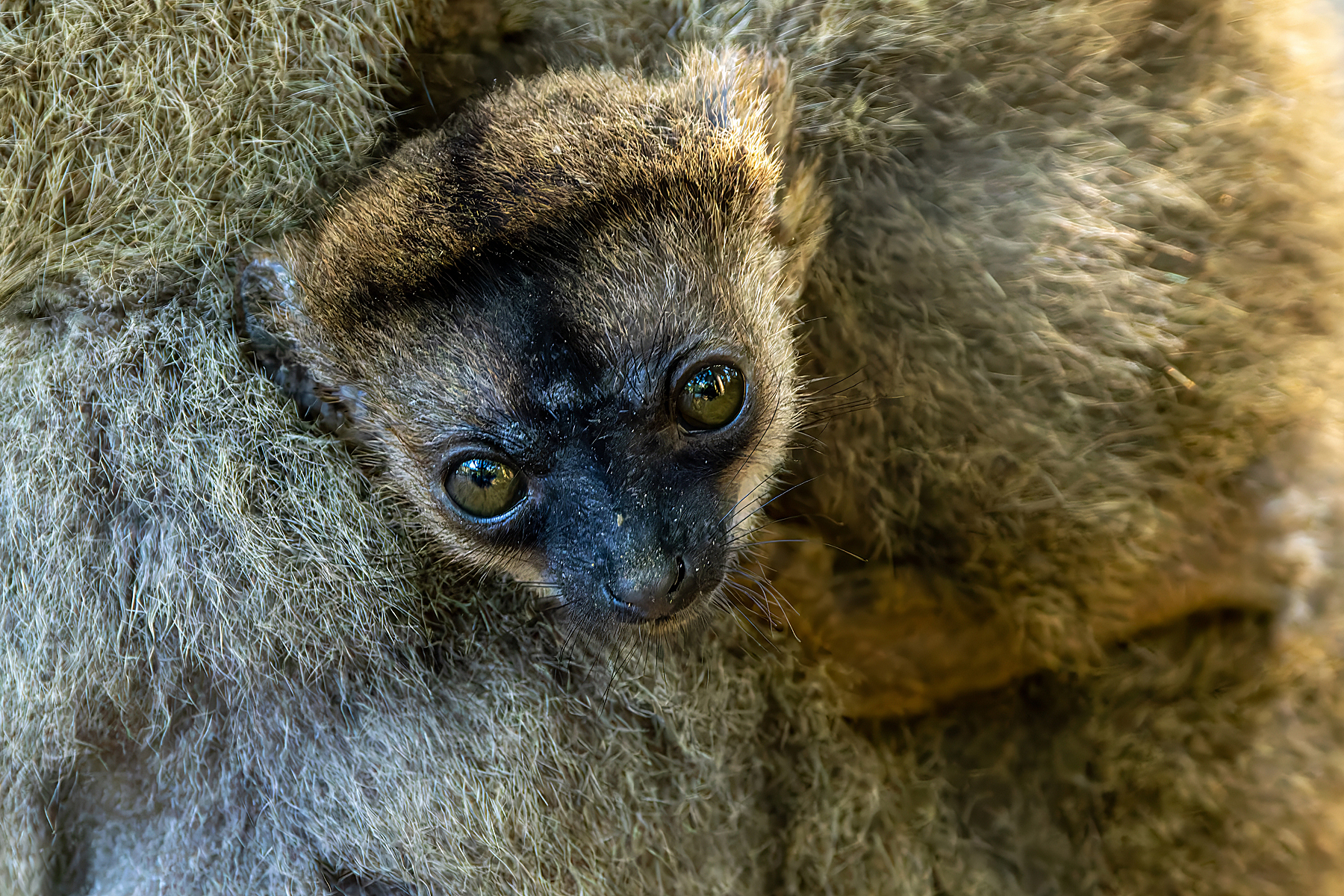 Brown Lemur (image by Nik Borrow)