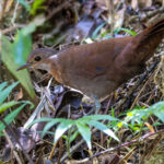 Brown Mesite (image by Nik Borrow)