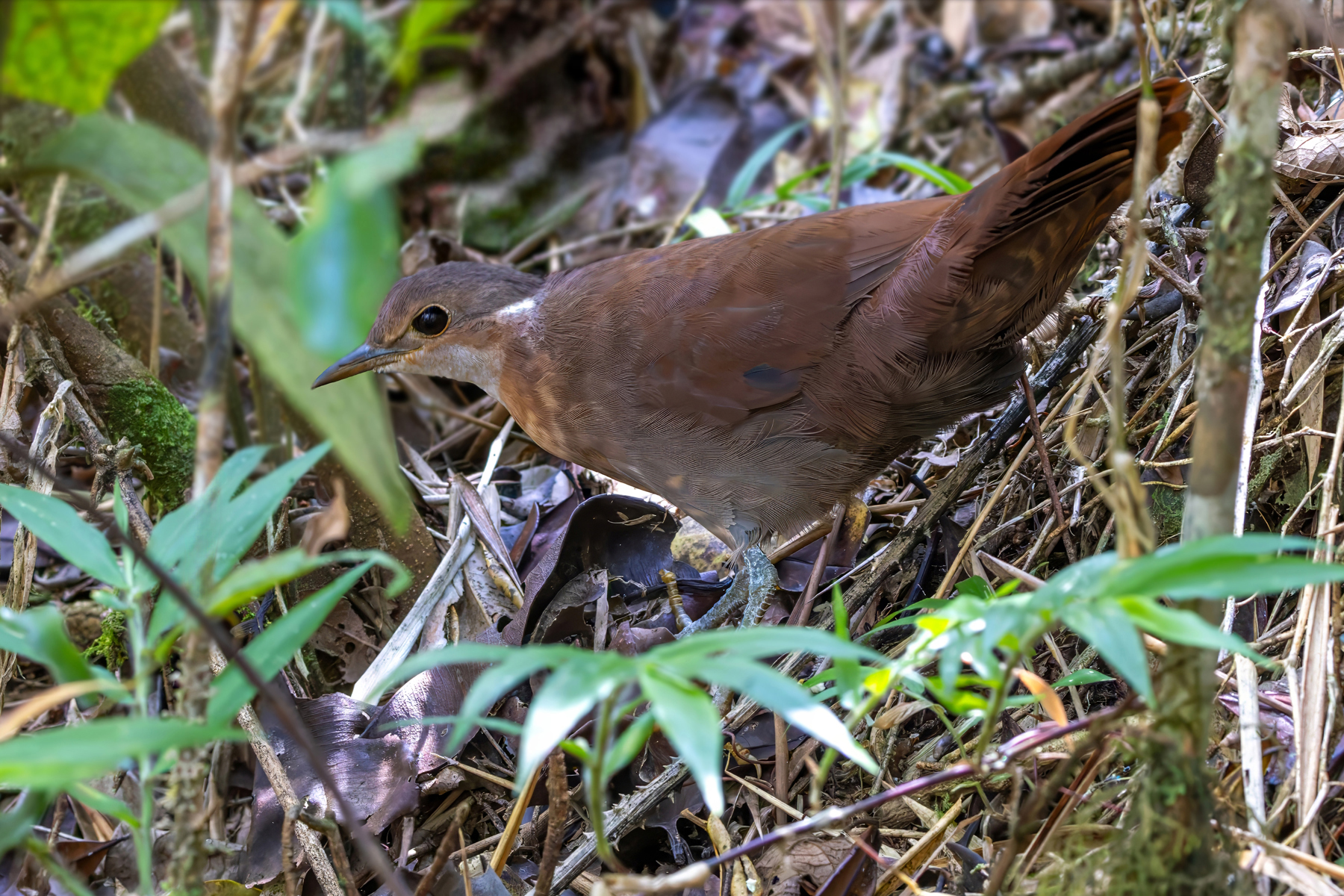 Brown Mesite (image by Nik Borrow)