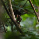 Brown Trembler (image by Diedert Koppenol)